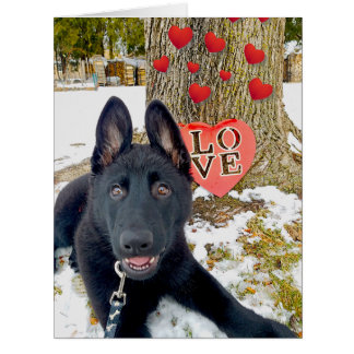 Schwarze GSD-Welpe mit Herz & Liebe Valentine