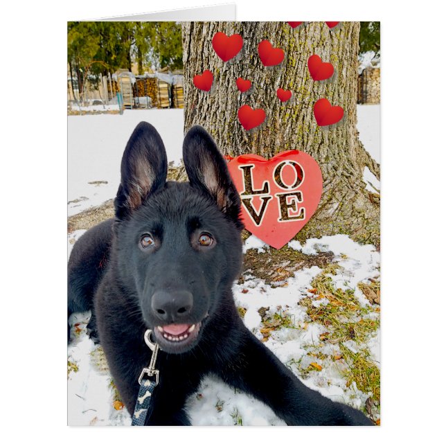 Schwarze GSD-Welpe mit Herz & Liebe Valentine (Vorderseite)