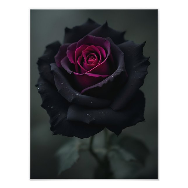 Schwarze Herzrose  Fotodruck (Vorne)