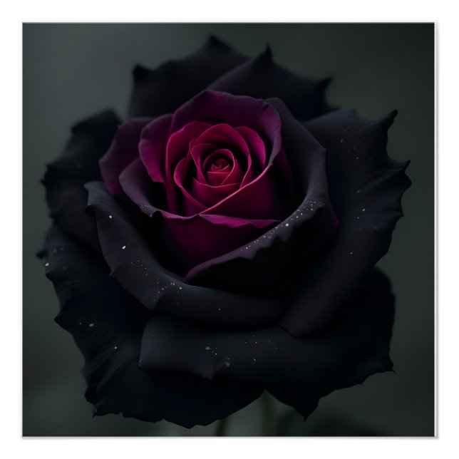 Schwarze Herzrose  Poster (Vorderseite)