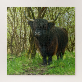 Schwarze Hochlandkuh