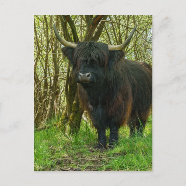 Schwarze Hochlandkuh im Wald Postkarte (Vorderseite)