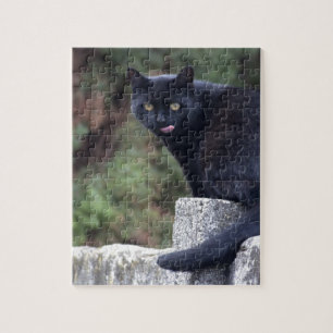 Schwarze Katze