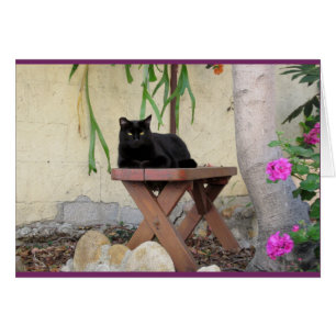 Schwarze Katze auf Bank mit rosa Pelargonien