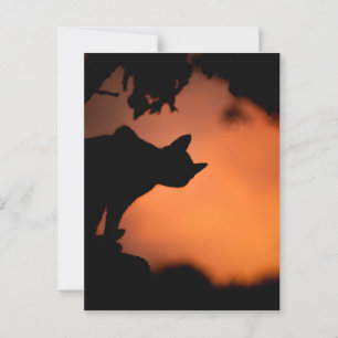 Schwarze Katze bei Sonnenuntergang Halloween Postkarte
