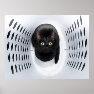 Schwarze Katze, die oben von einer weißen Poster