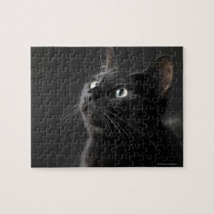 Schwarze Katze gegen schwarzen Hintergrund,