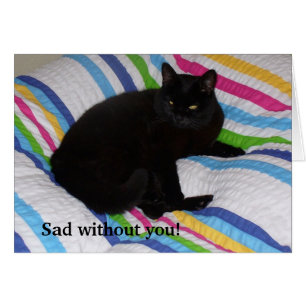 Schwarze Katze im Bett