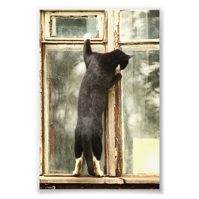 Schwarze Katze im Fenster Fotodruck (Vorne)