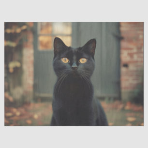 Schwarze Katze im Herbst Landschaftliche Entkopplu Seidenpapier