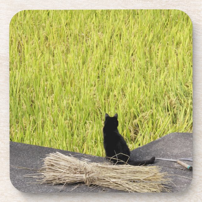 Schwarze Katze im Reis-Paddy Untersetzer (Vorderseite)