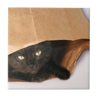 Schwarze Katze in der Tasche Fliese