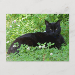 Schwarze Katze liegt in Kleeblatt - Katzenliebhabe Postkarte
