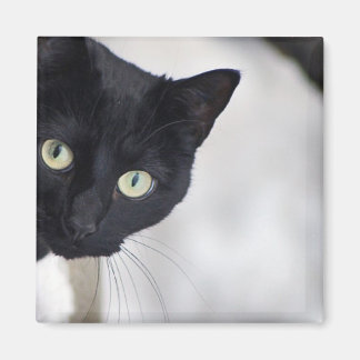 Schwarze Katze Magnet