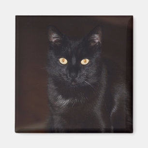 Schwarze Katze Magnet