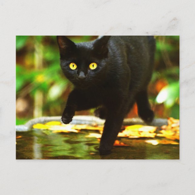 Schwarze Katze mit auffallenden gelben Augen Postkarte (Vorderseite)