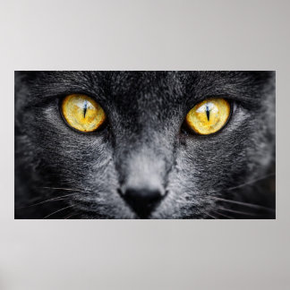Schwarze Katze mit goldenen Augen Wandkunst – Myst Poster