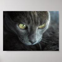 SCHWARZE KATZE MIT GRÜNEN AUGEN FOTOGRAFISCHER POS