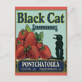 Schwarze Katze, Pontchatoula Erdbeeren Postkarte