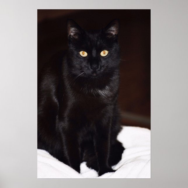 Schwarze Katze Poster (Vorne)