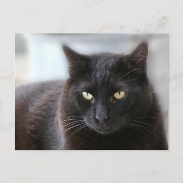 Schwarze Katze Postkarte (Vorderseite)