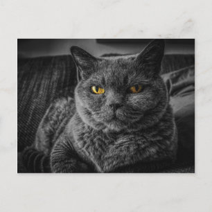 Schwarze Katze Postkarte