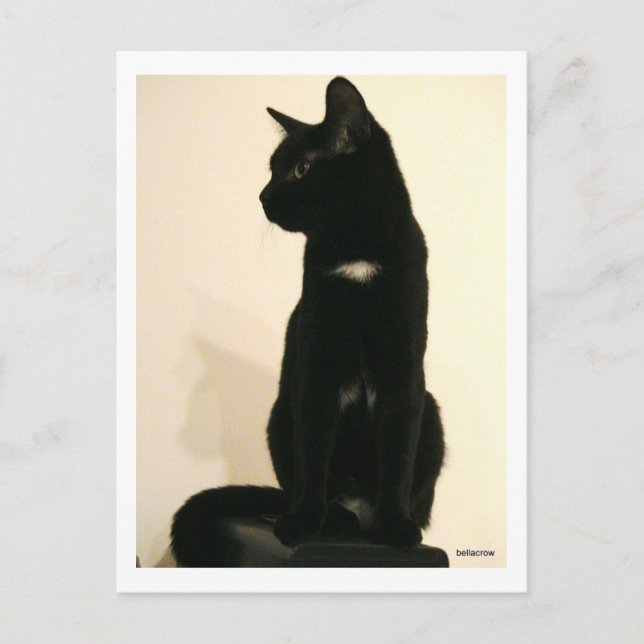 Schwarze Katze Postkarte (Vorderseite)