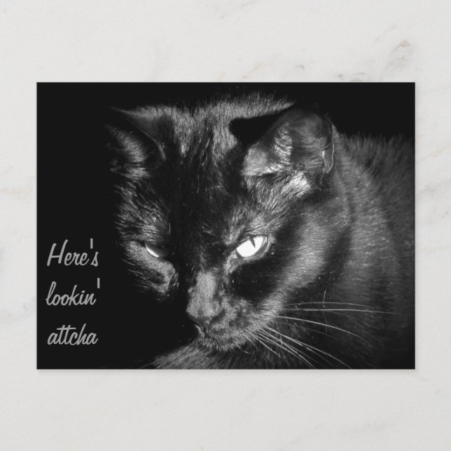 Schwarze Katze Postkarte (Vorderseite)
