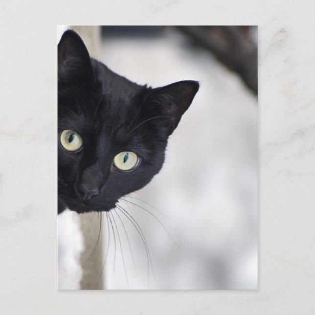 Schwarze Katze Postkarte (Vorderseite)