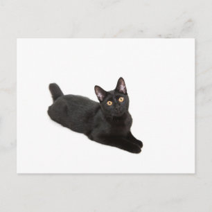 Schwarze Katze Postkarte