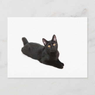 Schwarze Katze Postkarte