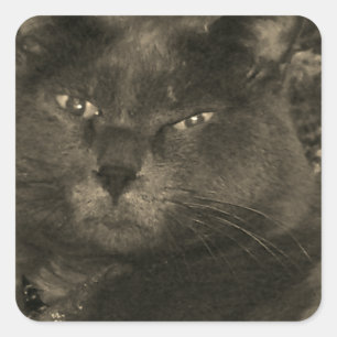 Schwarze Katze Quadratischer Aufkleber