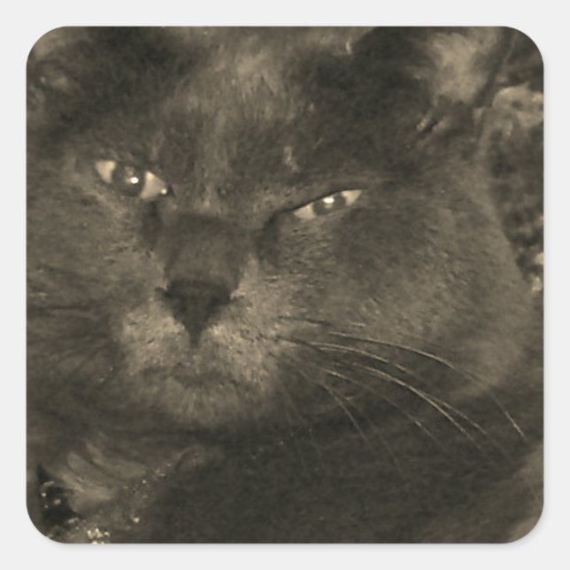 Schwarze Katze Quadratischer Aufkleber (Vorderseite)