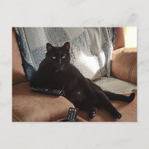 Schwarze Katze sieht aus wie Boss