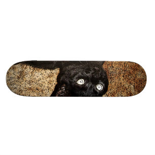 schwarze Katze Skateboard