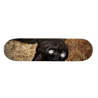 schwarze Katze Skateboard