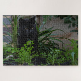 Schwarze Katze versteckt in den Pflanze, 1014 Stüc