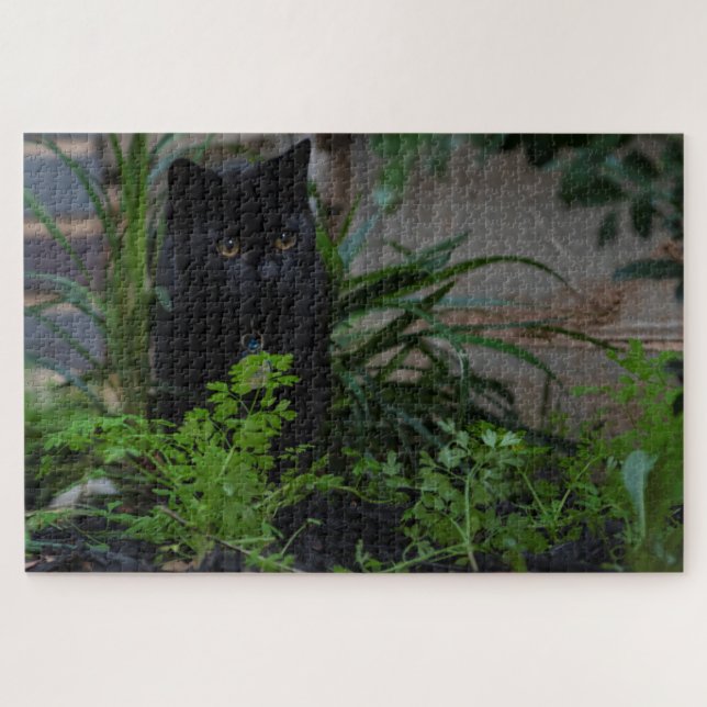 Schwarze Katze versteckt in den Pflanze, 1014 Stüc (Horizontal)