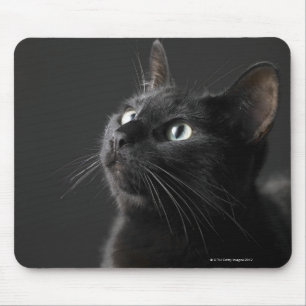 Schwarze Katze vor schwarzem Hintergrund, nah-up Mousepad