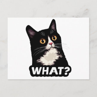 Schwarze Katze Was? Postkarte