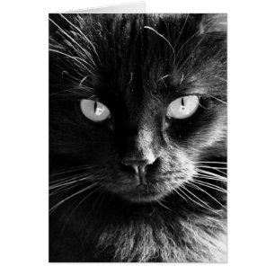 Schwarze Katzen-Gesicht, Augen, Nase, Bärte