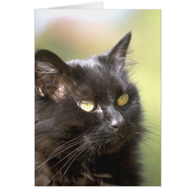 Schwarze Katzen-Kopf-Studie (Vorne)