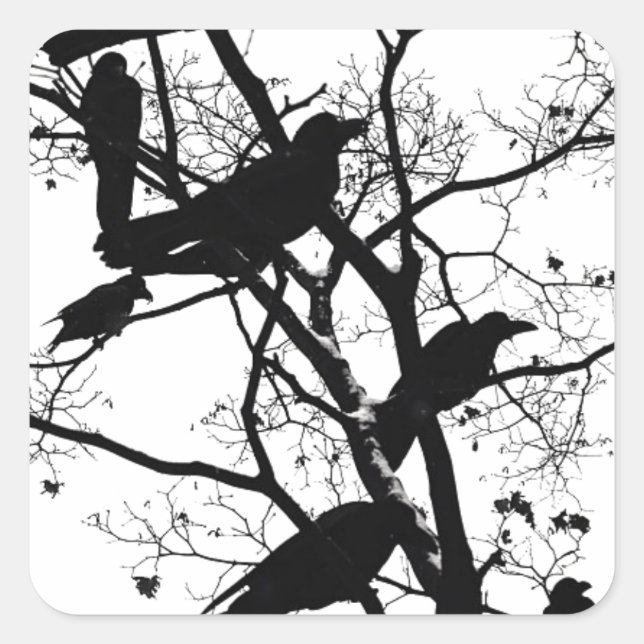 Schwarze Krähen Quadratischer Aufkleber (Vorderseite)