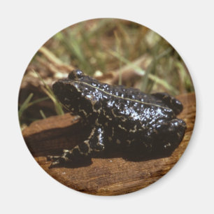 Schwarze Kröte Magnet