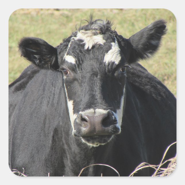 Schwarze Kuh Quadratischer Aufkleber (Vorderseite)
