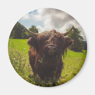 Schwarze Kuh Weide grünes Feld Sonnenlicht Magnet