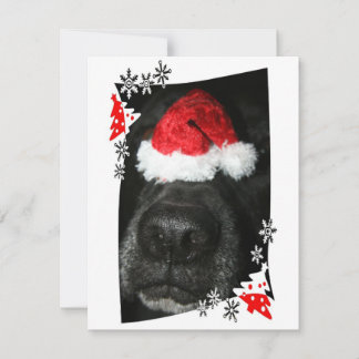 Schwarze Lab Hunde Nase mit Weihnachtsmannmütze Fo Feiertagskarte