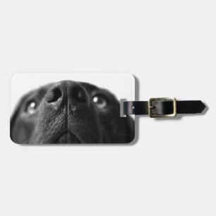 Schwarze Labrador-Nase herauf nahes Gepäckanhänger