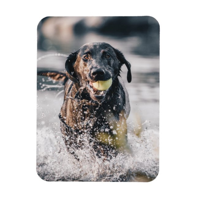 Schwarze Labrador-Plays holen Wasser Magnet (Vertikal)