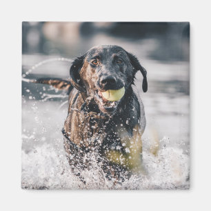 Schwarze Labrador-Plays in Wasser Magnet